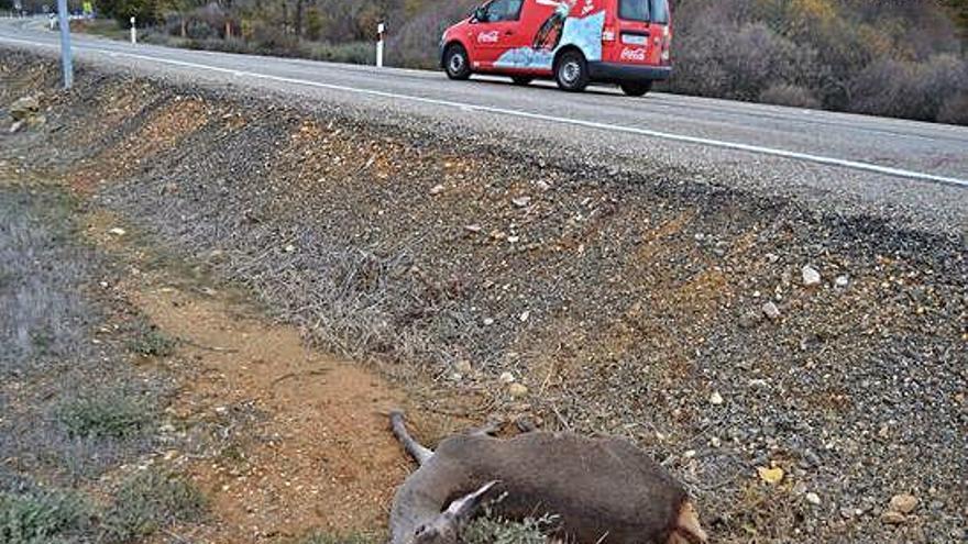 Una cierva atropellada dias atrás en la N-631 aparece muerta en una de las márgenes de la vía.