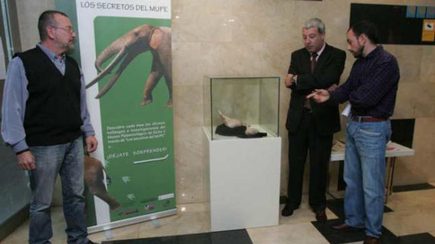 La singular pieza paleontológica de lagarto-dinosaurio se expone desde ayer en el Mupe.