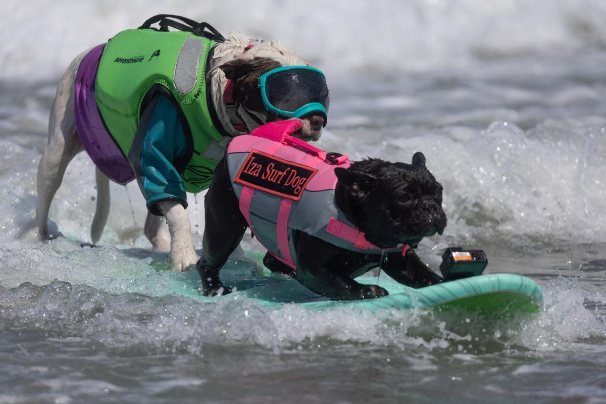 Hicieron un torneo de perros surfistas en California