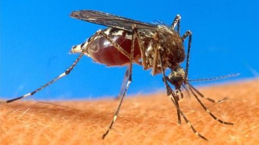 Detectado en Madrid el primer caso de transmisión sexual de dengue en Europa