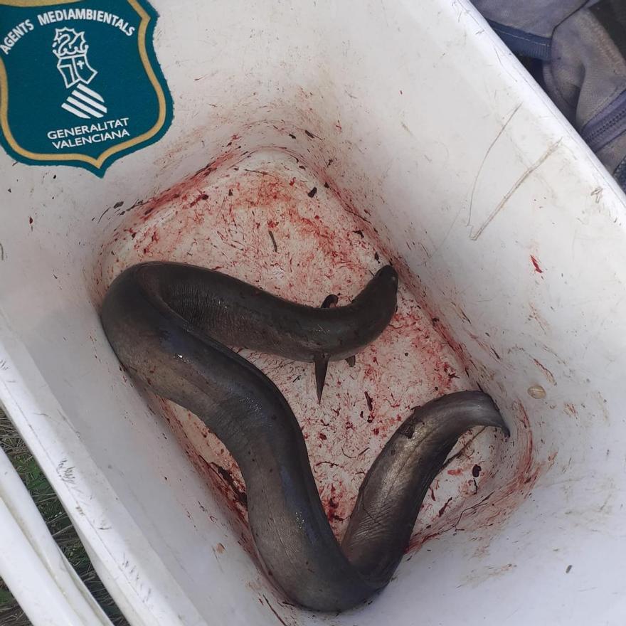 El ejemplar de anguila estaba escondido bajo una mochila en una nevera camping.