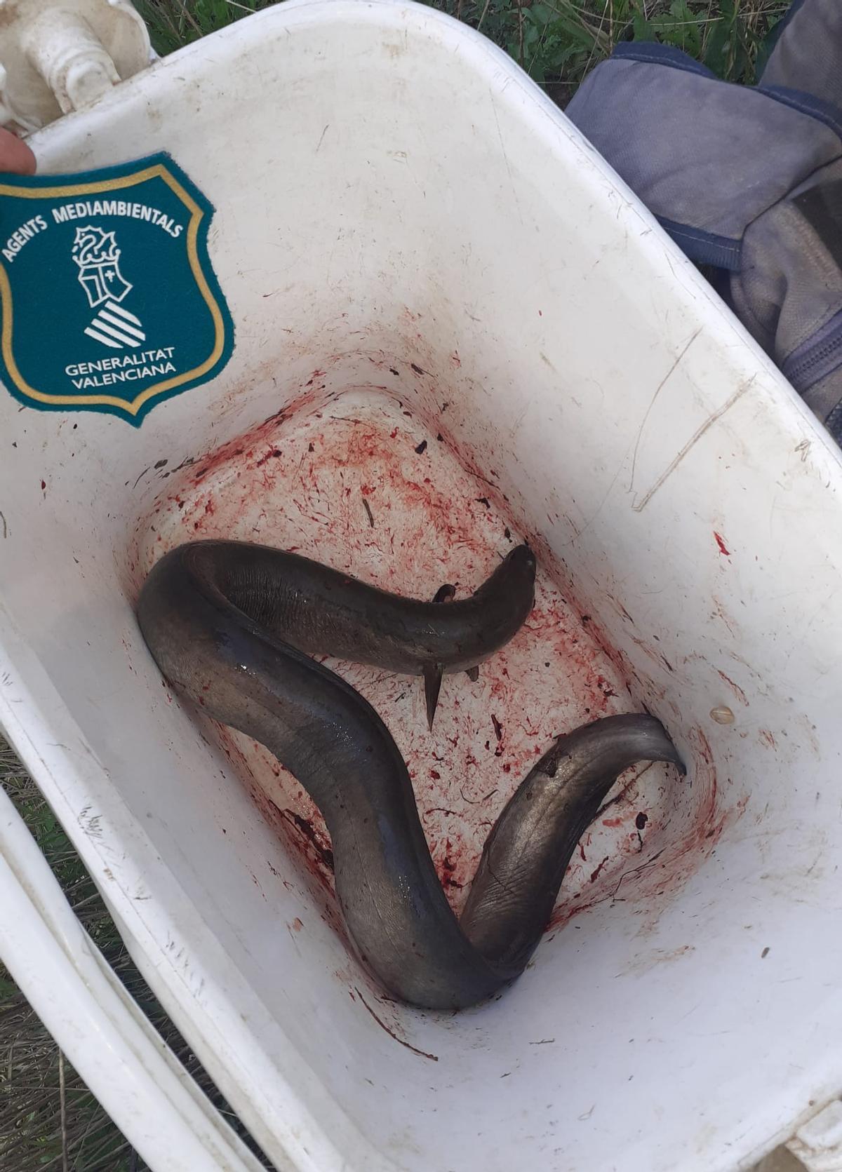 El ejemplar de anguila estaba escondido bajo una mochila en una nevera camping.