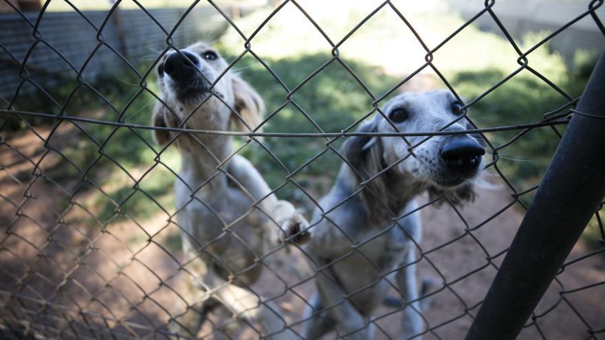 Galería de imágenes de las instalaciones y animales de Can Dog