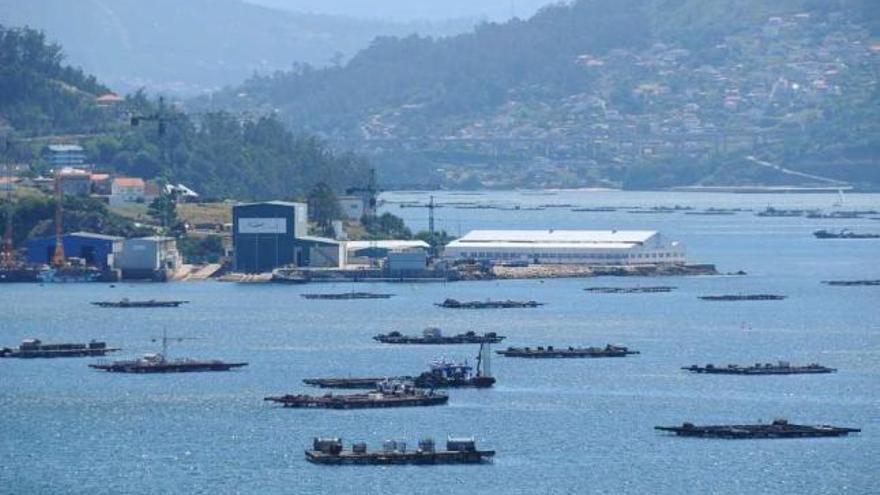 Bateas de mejillón en la ría de Vigo.  // Gonzalo Núñez