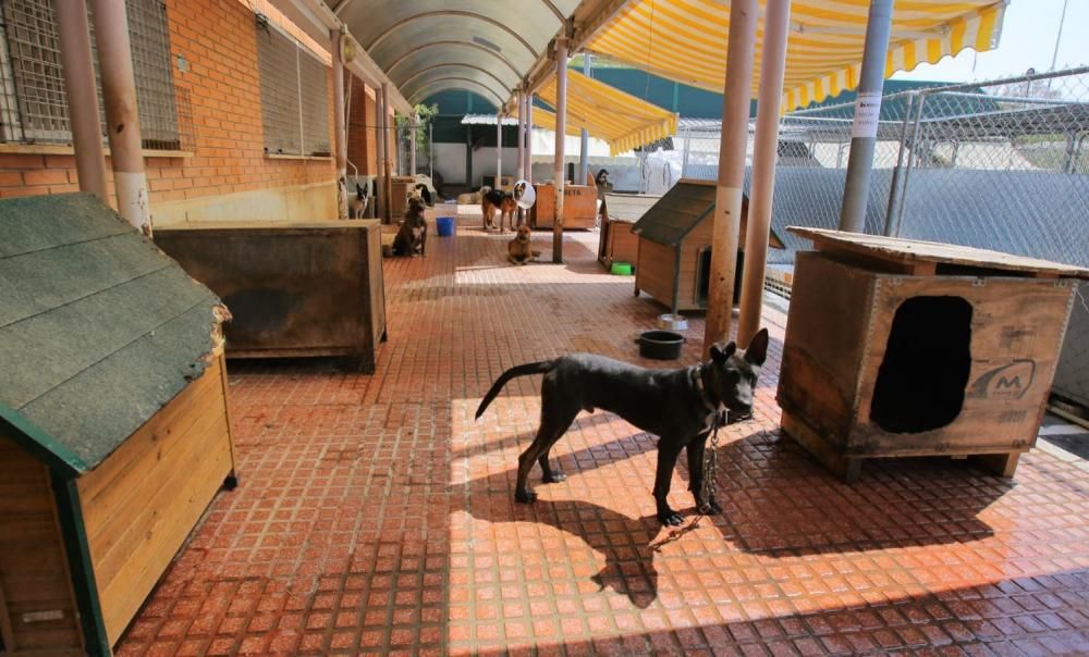 Instalaciones del refugio de animales de Benimàmet