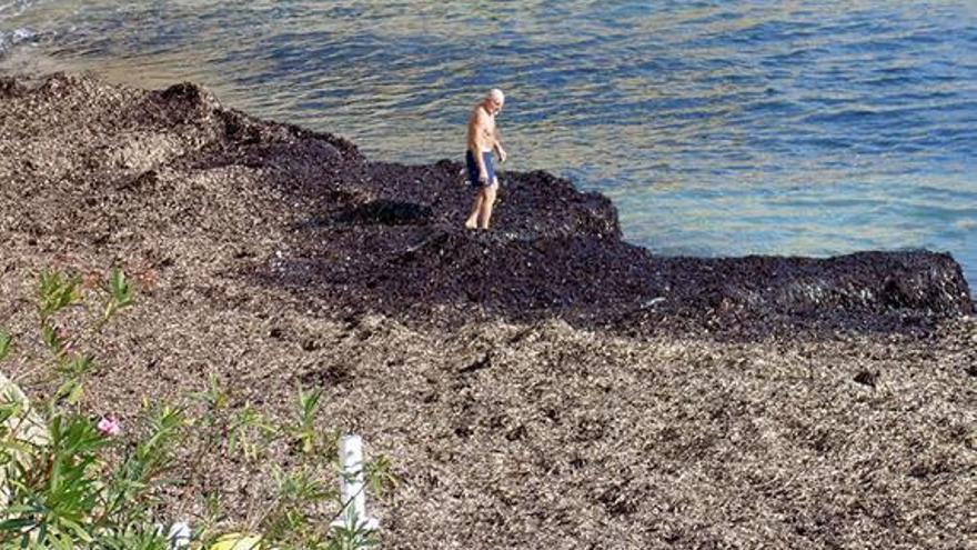 La peripecia de bañarse en la playa con algas hasta la rodilla