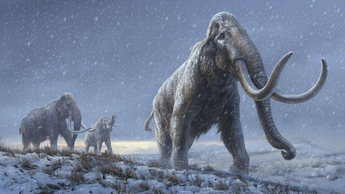 Un grupo de científicos intentará resucitar al mamut