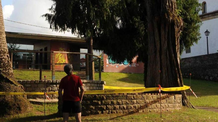 Un rayo parte un árbol en Colunga