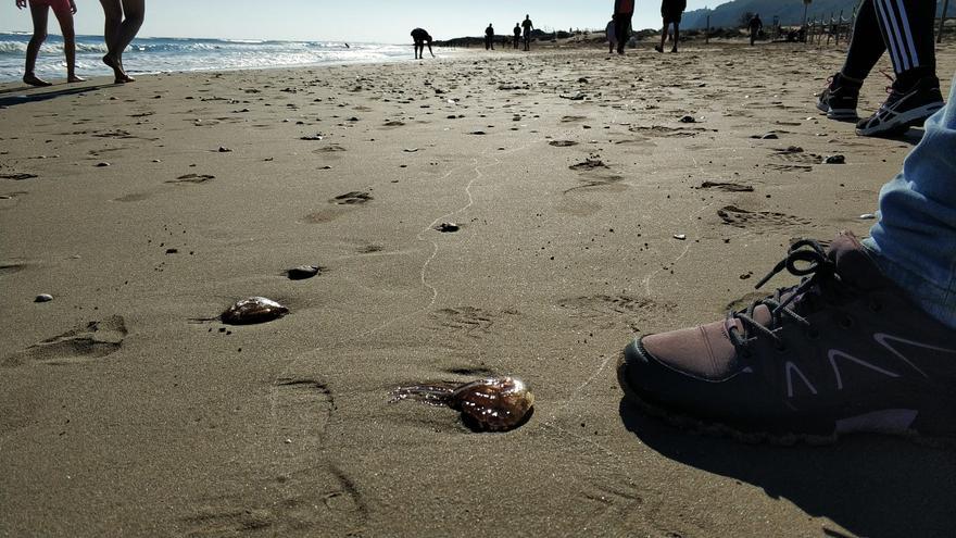 Una pequeña plaga de medusas sorprende a los visitantes en Arenales del Sol