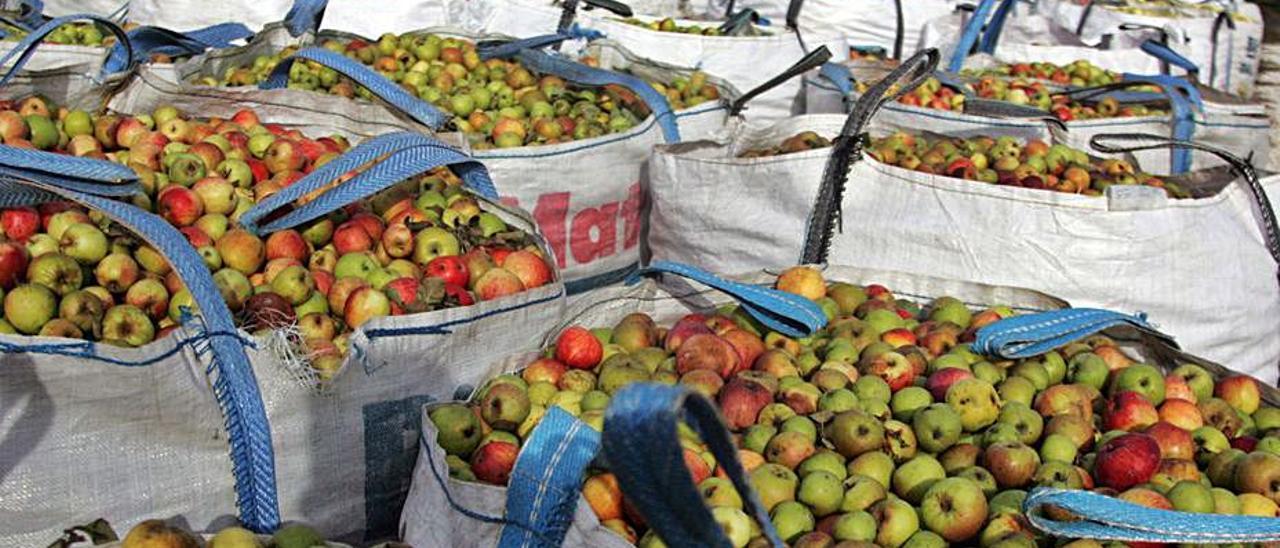 Recogida de manzana en un pomar estradense.