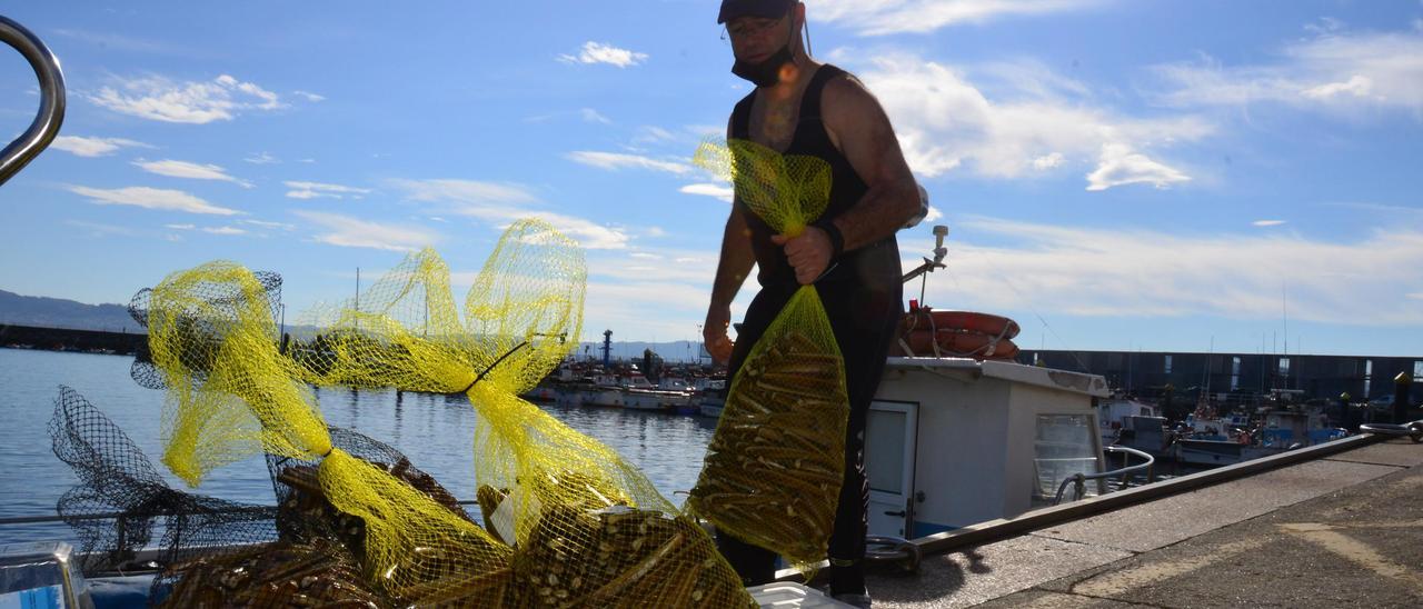 Un navalleiro descarga ayer sus capturas en el puerto de Cangas.