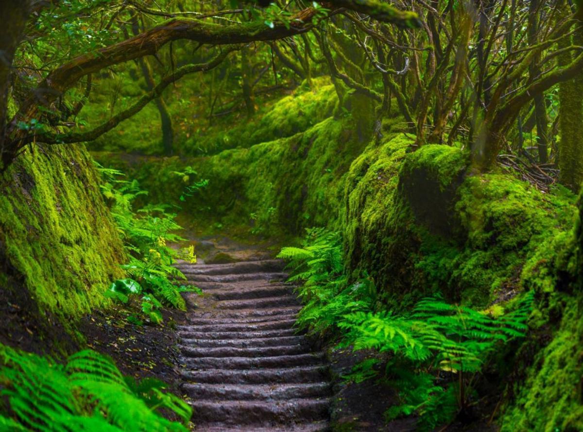 Un sendero en los montes de laurisilva de Anaga. | | E.D.