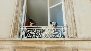 Perros en un balcón