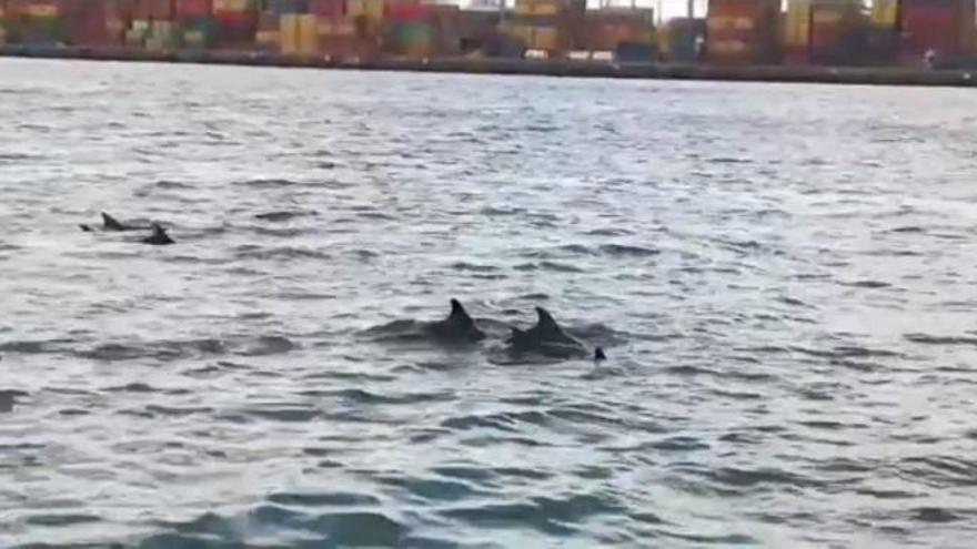 Delfines en el Puerto de Las Palmas