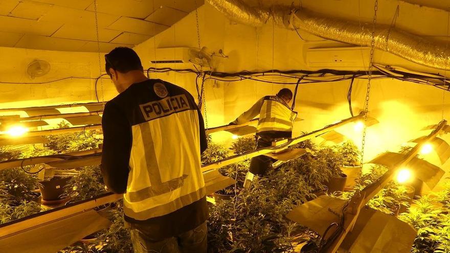 Dos arrestados por montar un cultivo &#039;indoor&#039; de maría con 115 plantas