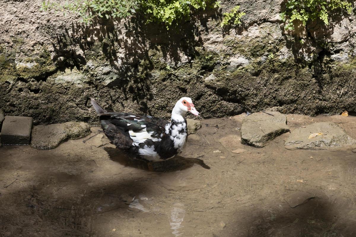 El rio Sants, de nuevo seco a su paso por Canals