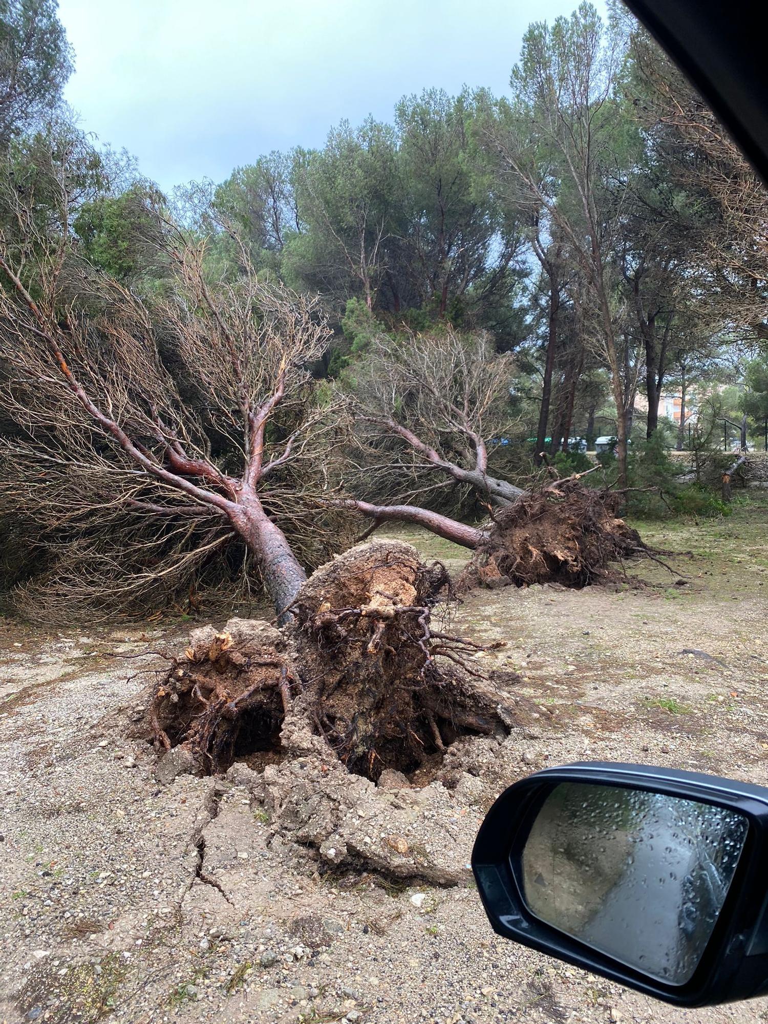 Sturmtief "Juliette" richtet schwere Schäden im Osten von Mallorca an