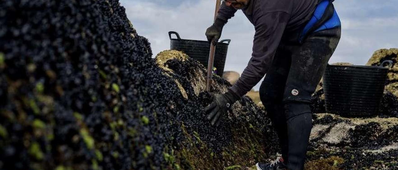 Recolección de mejilla en las rocas de San Vicente de O Grove. // Iñaki Abella