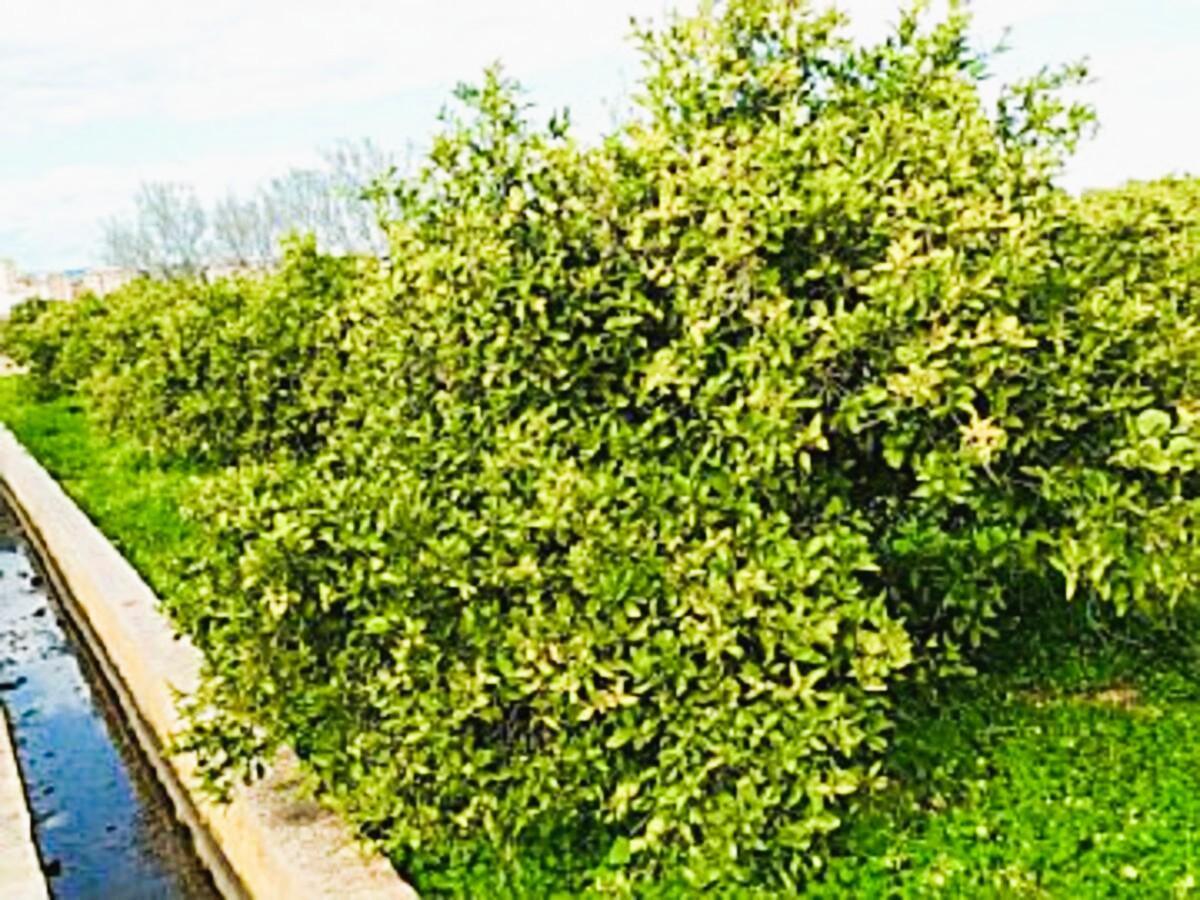 Terreno/ suelo urbanizable Moncada por 30.000 euros