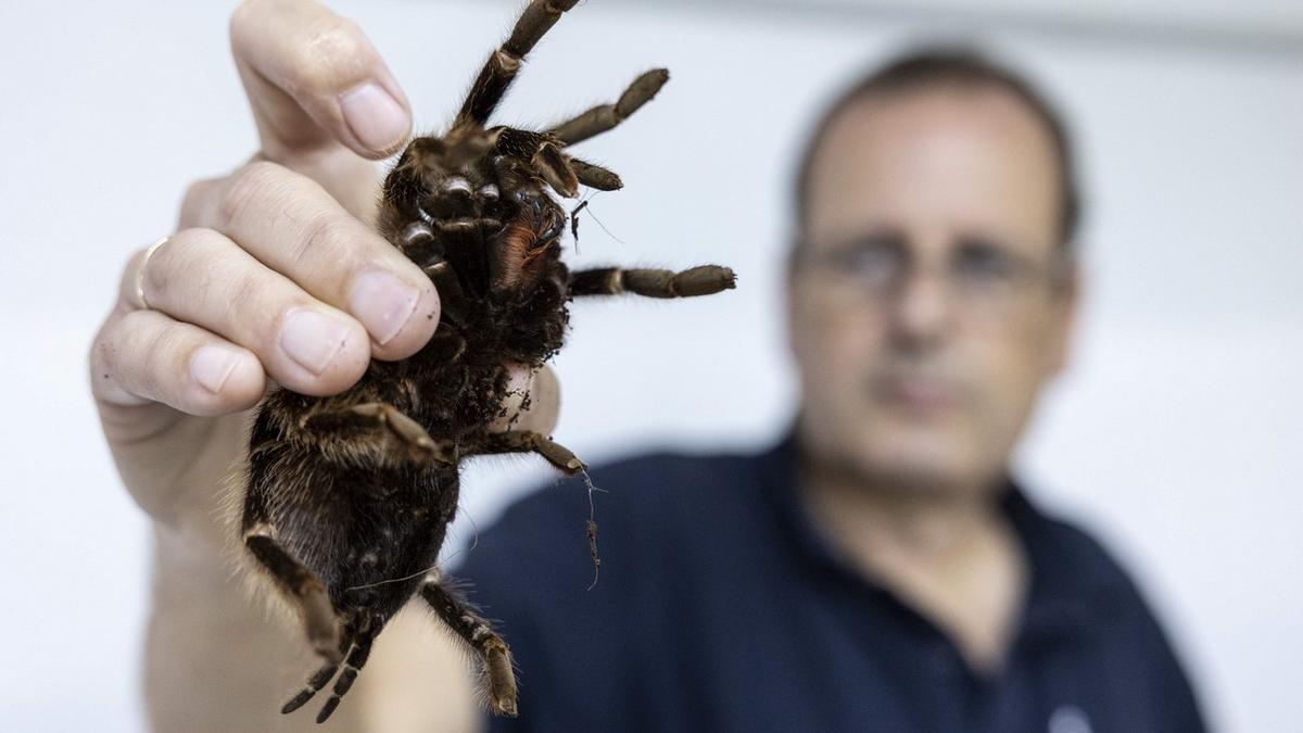 Jaime de Urioste sujeta una de las tarántulas alojadas en la Fundación Neotrópico.