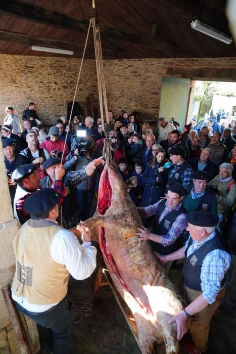 Donsión celebra por todo lo alto su Matanza Tradicional do Porco