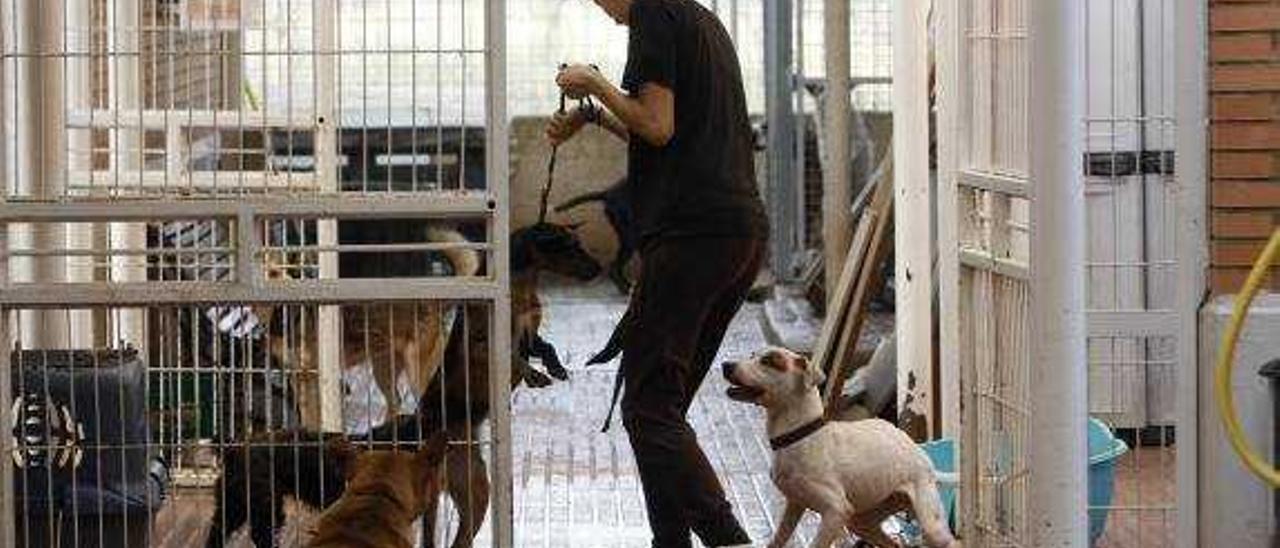 Más de 5.500 firmas para conseguir la perrera de Paterna - Levante-EMV