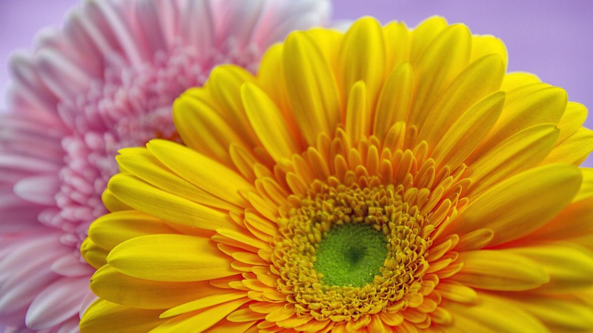 Gerbera, la flor que da buenas energías a tu hogar.