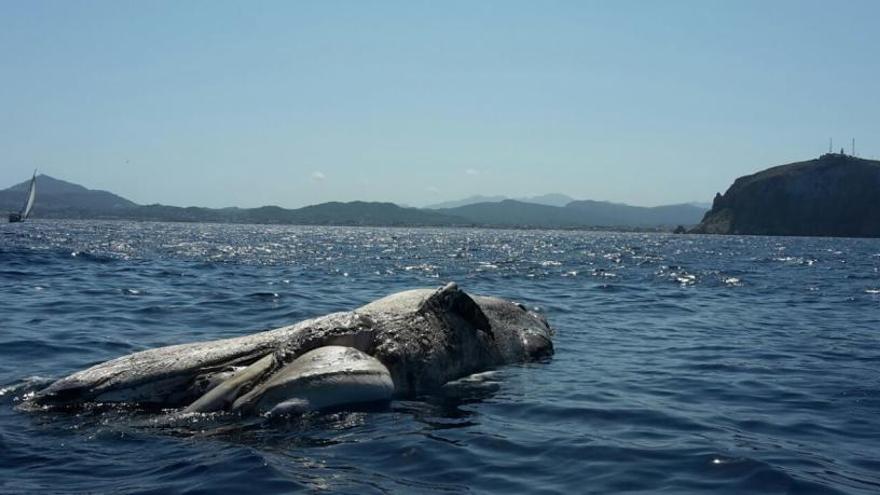 Aparece una ballena muerta en aguas de Xàbia