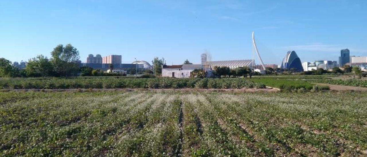 Gran parte de la huerta de València está fuera de producción, por ello se premiará a quienes sí las cultive.