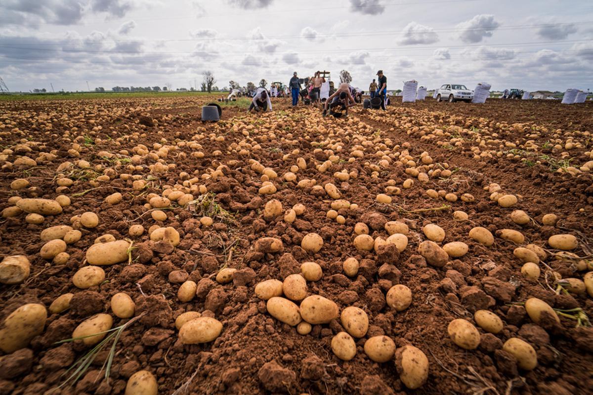 Cosecha de patata en La Rinconada.