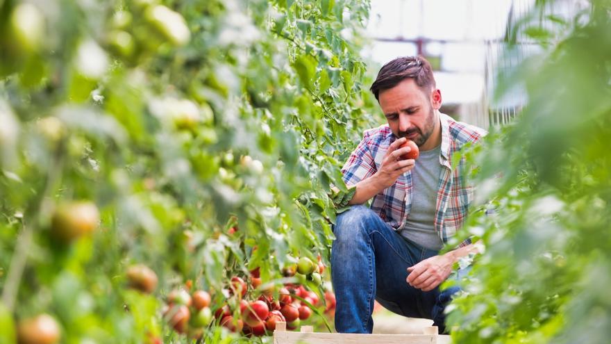 Sipcam o cómo conseguir unos tomates y hortícolas de éxito