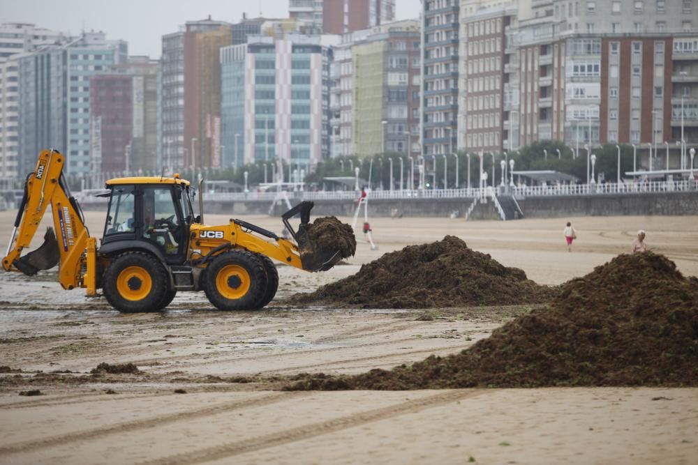 Recogida de ocle en la playa de San Lorenzo de Gijón