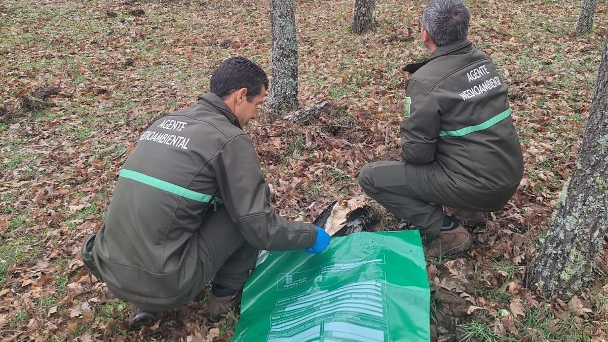 Agentes Medioambientales recogen un ave muerta en la zona de Asturianos