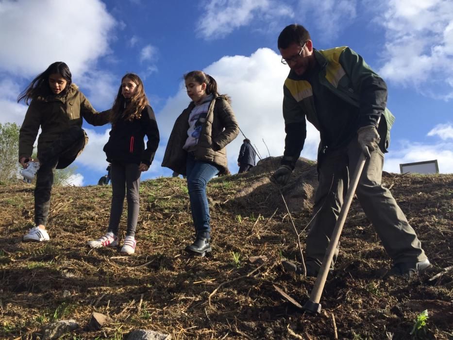 Escolares de Camos repueblan el monte