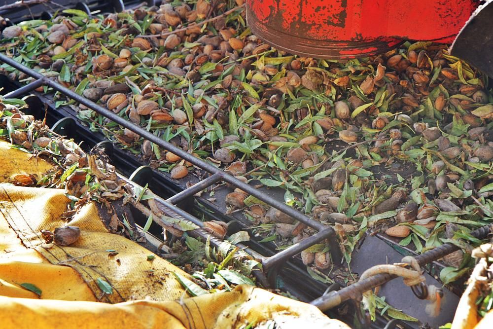 Alejandro Aristondo, Leiter der Kooperative Fruits Secs, zeigt auf einem Mandelfeld, wie zwei Maschinen die Früchte von den Bäumen holen, sie von den Blättern trennen und gleichzeitig die grünen Schal