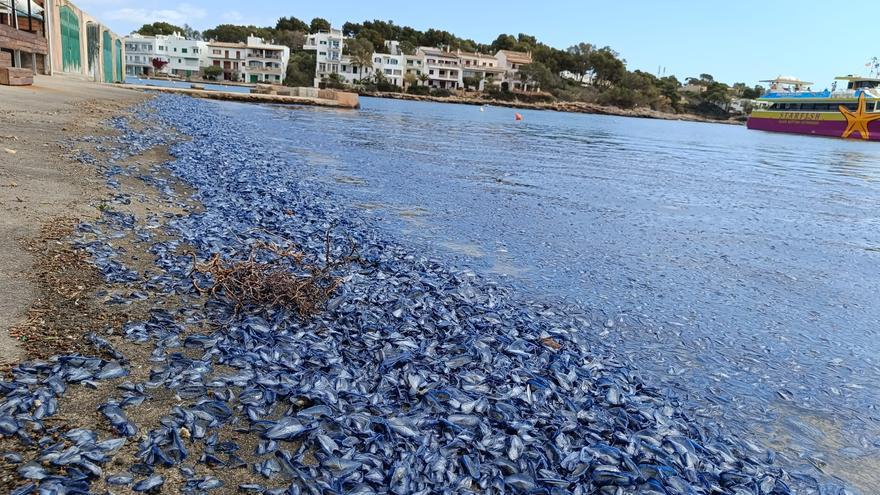 Mar de medusas en Mallorca: Portopetro amanece bajo una plaga de medusas azules que pone en alerta a vecinos y turistas