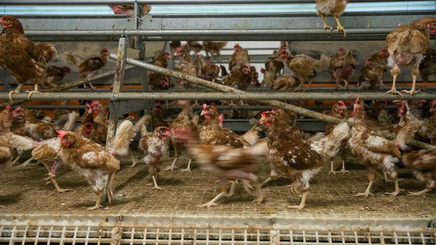 Confinadas las aves de corral de 42 municipios de Alicante para prevenir la gripe aviar