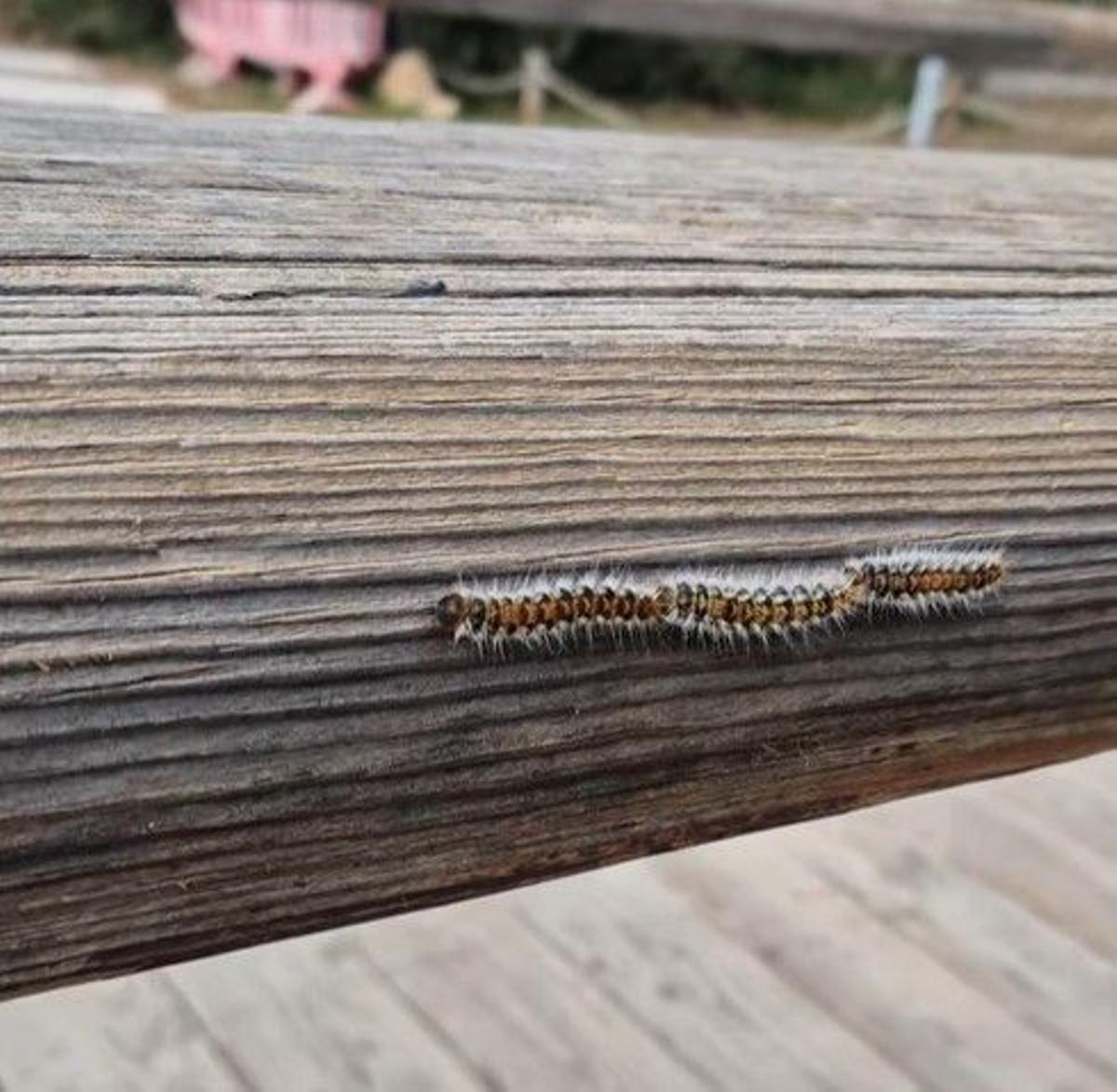 Una procesionaria avistada en la provincia de Castellón.