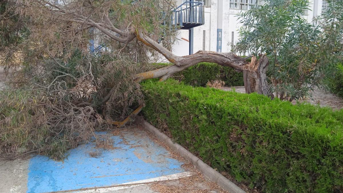 Árbol afectado por el viento en Los Santos de Maimona