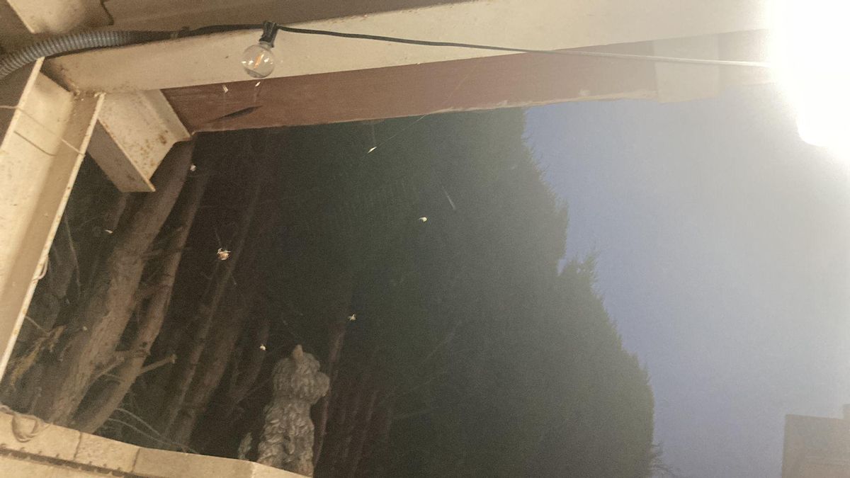 Una telaraña en la vivienda de uno de los vecinos de Altorreal