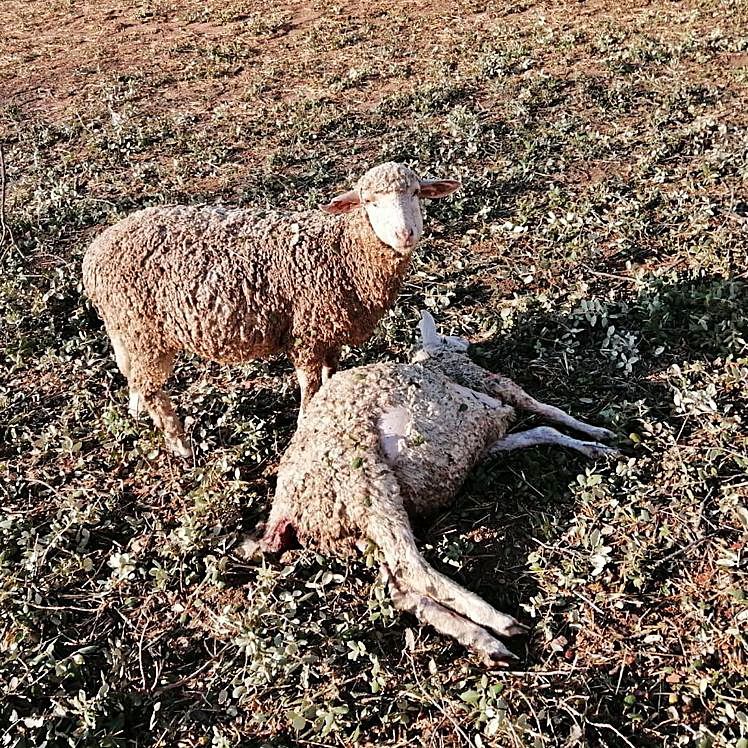 El gasto por la retirada de animales muertos es una de las coberturas principales cubiertas por el seguro ganadero. 