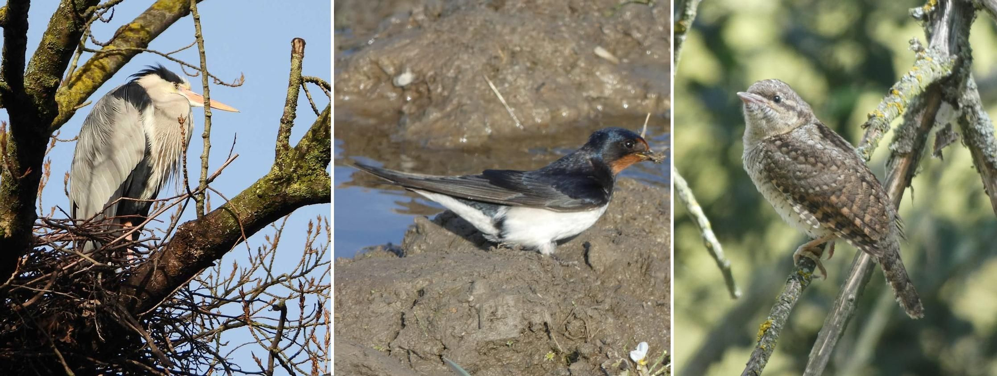 La garza real, en su nido del Ferrera, una golondrina y un ejemplar de tuercecuellos. 