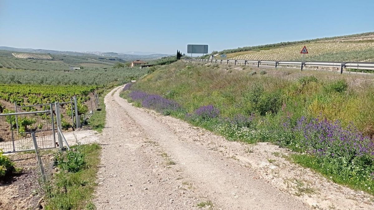 Aspecto que presenta la Cañada del Mimbre, junto a la A-307.