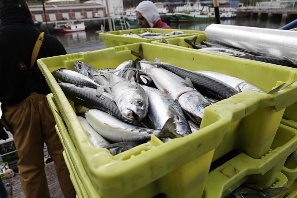 Campaña de pesca de la xarda en El Musel