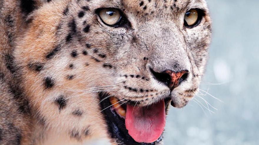 ¿Eres capaz de encontrar a este leopardo de las nieves?