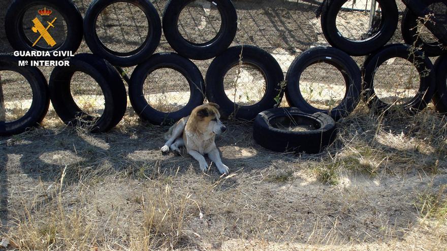 Dos detenidos por matar y maltratar a perros en una guardería de Madrid -  El Día