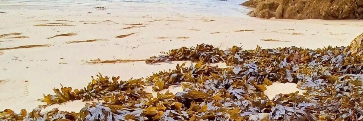 Algas acumuladas en la arena de una de las playas mecas.