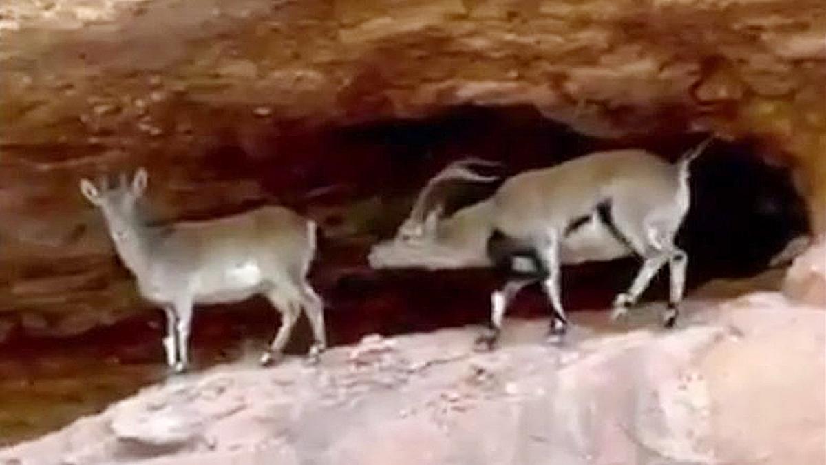 Montserrat alerta: comienza el celo de la cabra salvaje y la conducta de los machos es imprevisible