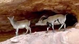 Montserrat alerta: comença el zel de la cabra salvatge i la conducta dels mascles és imprevisible