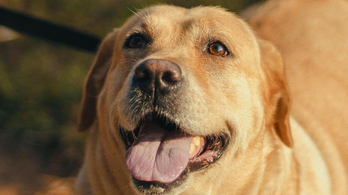 Uro, el perro que no pudo entrar en la Guardia Civil y ahora busca una familia